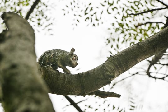 Stefanie de Beer; Bush Baby V, The Last Light Series