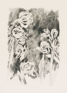 Andrew Verster; Irises