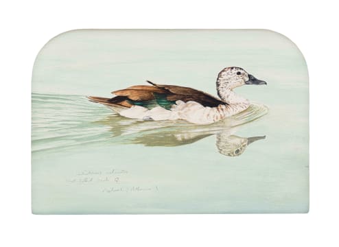 Michael (Mick) J Allard; Sarkidiornis Melanotos, Knob Billed Duck