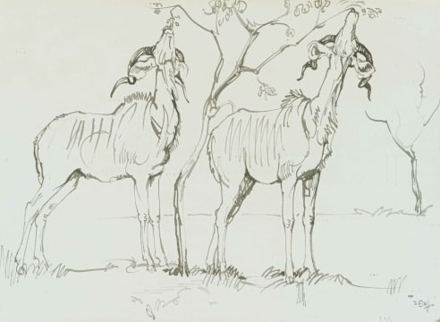 Zakkie Eloff; Kudu Grazing