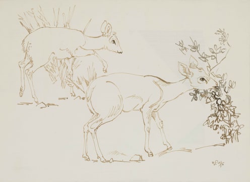 Zakkie Eloff; Duikers Grazing
