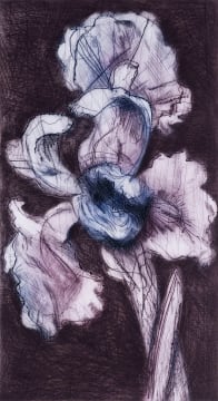 William Kentridge; White Iris