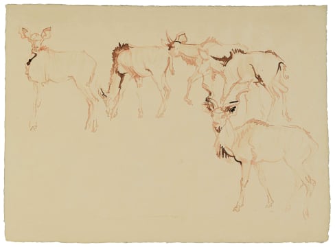 Zakkie Eloff; Kudu