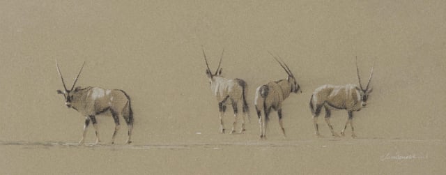 Kim Donaldson; Gemsbok