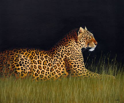 Michael Costello; Leopard