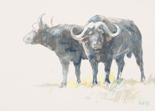 Zakkie Eloff; Buffalo