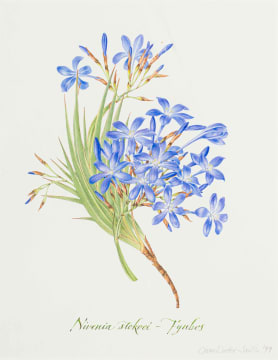 Claire Linder-Smith; Nivenia Stokoei, Fynbos