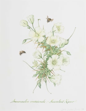 Claire Linder-Smith; Sarcocaulon Crassicaule, Succulent Karoo