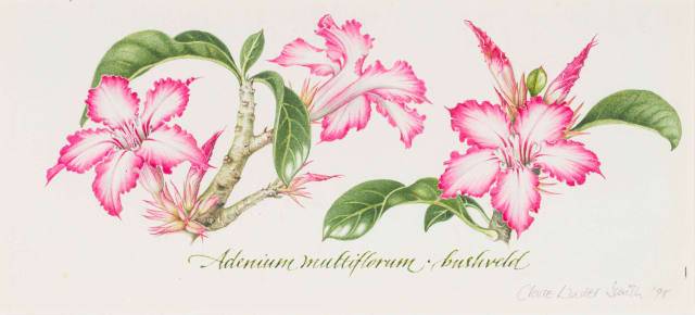 Claire Linder-Smith; Adenium Multiflorum, Bushveld