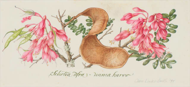 Claire Linder-Smith; Schotia Afra, Nama Karoo