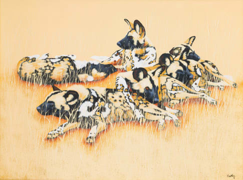 Michael Costello; Wild Dogs