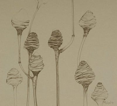 Michael Heyns; Seedpods