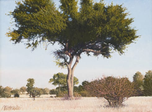 Daan Vermeulen; Fever Tree in a Landscape