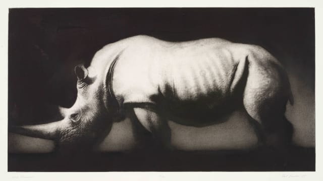 Paul Emsley; White Rhinoceros