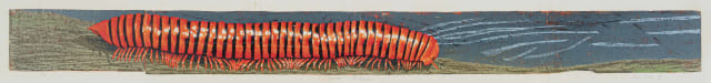 John Moore; Giant Millipede