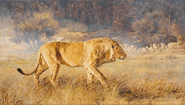 Johan Hoekstra; Lion