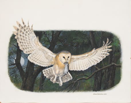 Johan Hoekstra; Untitled (Owl)