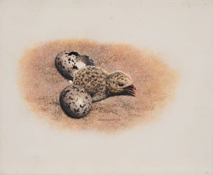 Johan Hoekstra; Skimmer Chick