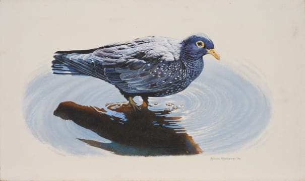 Johan Hoekstra; Untitled (African Olive Pigeon)