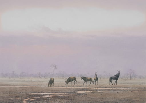 Kim Donaldson; Sable Herd - Late Afternoon Drink (Wankie, Zimbabwe)