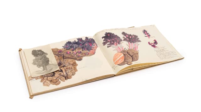 Isaac Louis Drège; A sketchbook of thirty botanical watercolour studies
