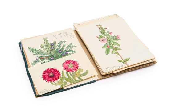 Isaac Louis Drège; Thirty botanical drawings