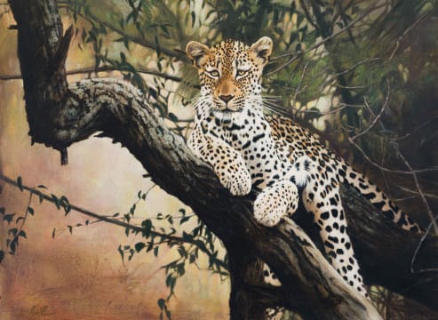 Hannes du Plessis; Leopard in a Tree