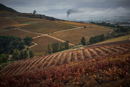 Warwick Wine Estate; Auction Cabernet Franc - Cabernet Sauvignon; 2023; 12 (2 x 6); 750ml