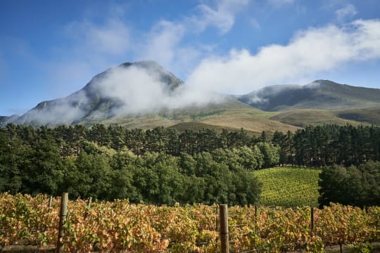 Ataraxia; Under The Gavel Chardonnay; 2025; 36 (6 x 6); 750ml
