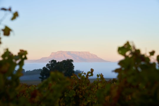 De Grendel Wines; West Side Merlot; 2024; 12 (2 x 6); 750ml