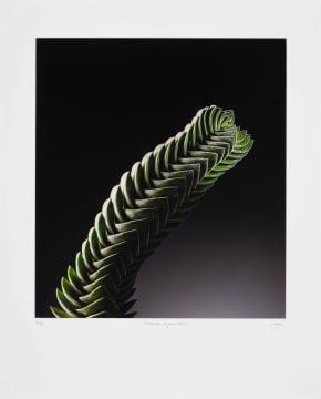 Jac de Villiers; Crassula Pyramidalis