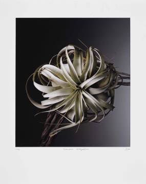 Jac de Villiers; Tillandsia Xerographica