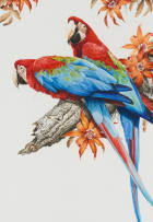 David Ord Kerr; A Pair of Hyacinth Macaws; A Pair of Green-Winged Macaws, two