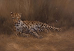 Kim Donaldson; Leopard