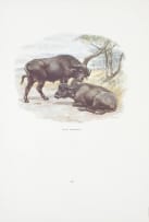 After Edmund Caldwell; Southern African Wildlife Prints, ten