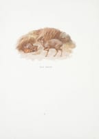 After Edmund Caldwell; Southern African Wildlife Prints, ten