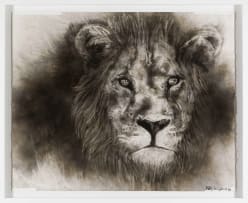 Bambo Sibiya; Lion