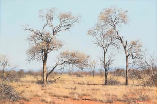 Francois Koch; Bushveld Landscape with Trees