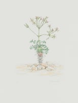 Gillian Condy; Pelargonium hystrix