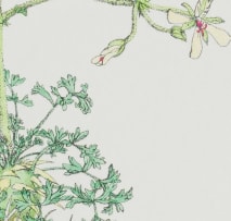 Gillian Condy; Pelargonium hystrix