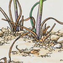Gillian Condy; Pelargonium