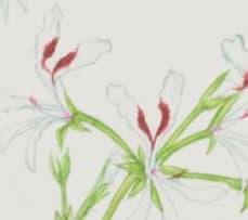 Gillian Condy; Pelargonium heterophyllum
