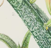 Ellaphie Ward-Hilhorst; Gasteria acinacifolia