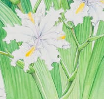 Barbara Jeppe; Iris japonica