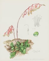 Ellaphie Ward-Hilhorst; Gasteria pillansii var. ernesti-ruschii