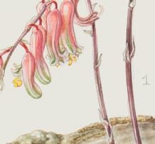 Ellaphie Ward-Hilhorst; Gasteria pillansii var. ernesti-ruschii