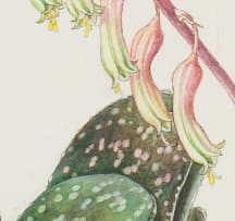 Ellaphie Ward-Hilhorst; Gasteria pillansii var. pillansii