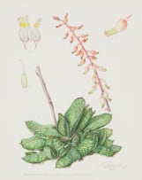 Ellaphie Ward-Hilhorst; Gasteria bicolor var. liliputana (atypical specimen)