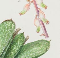 Ellaphie Ward-Hilhorst; Gasteria bicolor var. liliputana (atypical specimen)