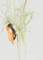 Leigh Voigt; Southern Red Bishop